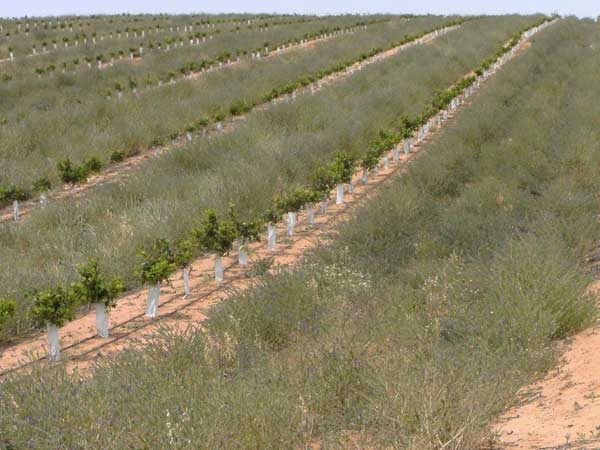 Using weeds to protect newly planted trees