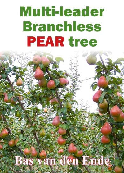 Branchless multi-leader pear tree manual