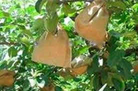 Bagging individual apples—standard practice for control of peach moth in China for several decades—is on the way out.