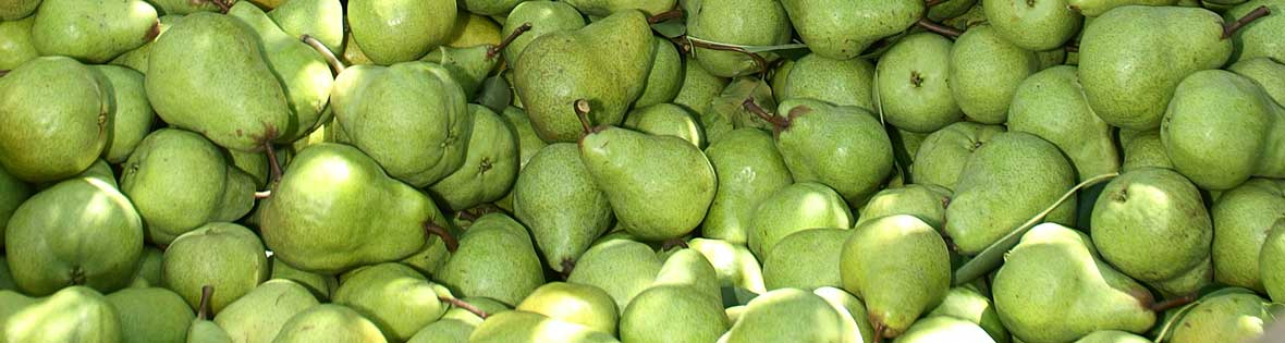 Pears in bin