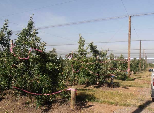 Sunburn protection: Fruit protection with spray-on products, shade-netting & evaporative cooling