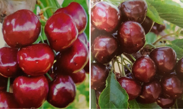 Two new US cherry varieties