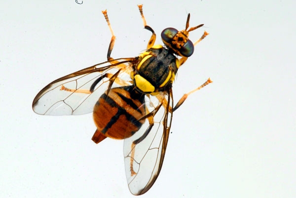 Another nasty: Oriental fruit fly