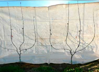 Irrigating young pear trees (part 3)