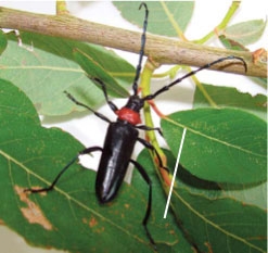 The red necked longicorn beetle