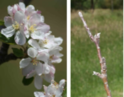 Control apple & cherry bud-break & flowering