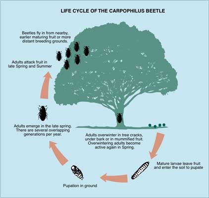 Carpophilus beetles— a serious pest (part 3)