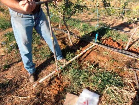 Irrigating young pear trees (part 2)