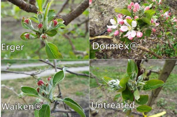Dormancy-breaking sprays for low chill years (part 2)