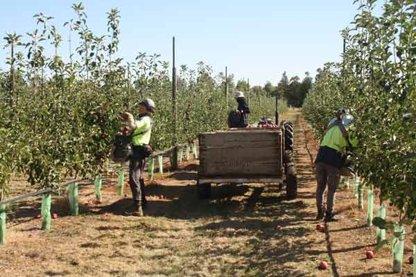 Heat, shallow soils affect growth & yield of apple trees on M.9