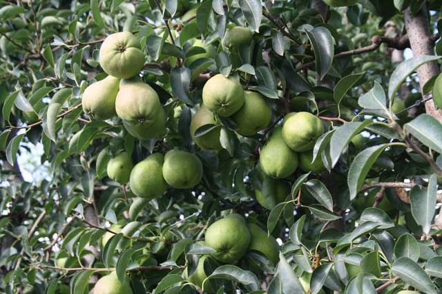 Effect of temperature at bloom on fruit set in Williams’ pears