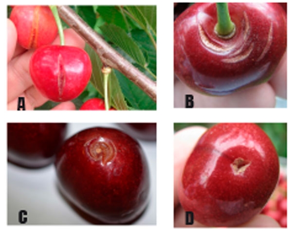 Types of cracking in cherries