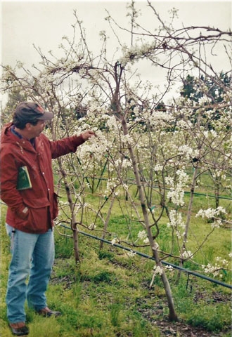 Effect of temperature at bloom on fruit set in Williams’ pears (part 2)