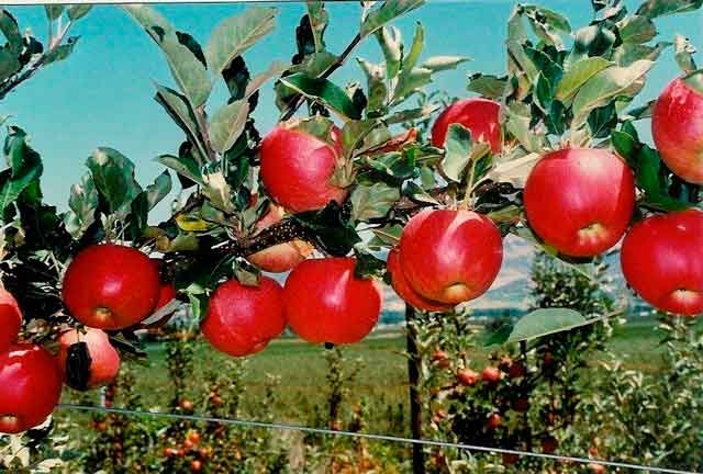 Why apples need both spur and shoot leaves to grow