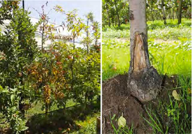 Phytophthora  root & collar rot