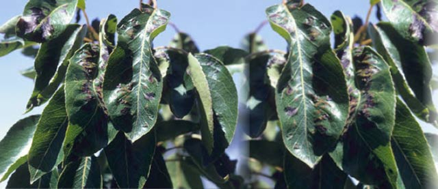 Pear leaf blister mite