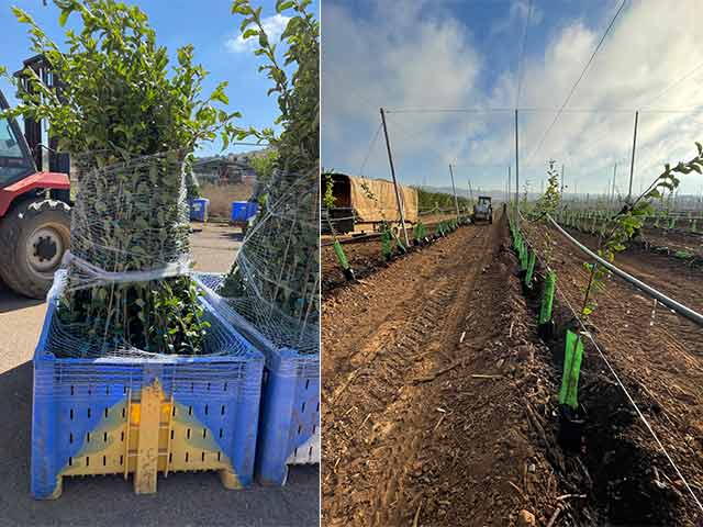 Bright future for container-grown fruit trees (part 3)
