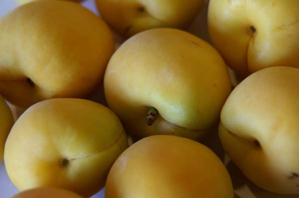 New research helps stonefruit growers battle brown rot
