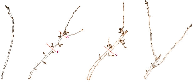 Keep apple/pear fruiting wood young & productive with the 1-2-3 rule of pruning  (part 2)