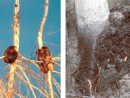 Crown gall—only one chance in 15 years to control this disease