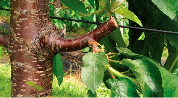 Why renewal pruning is good for your cherry orchard