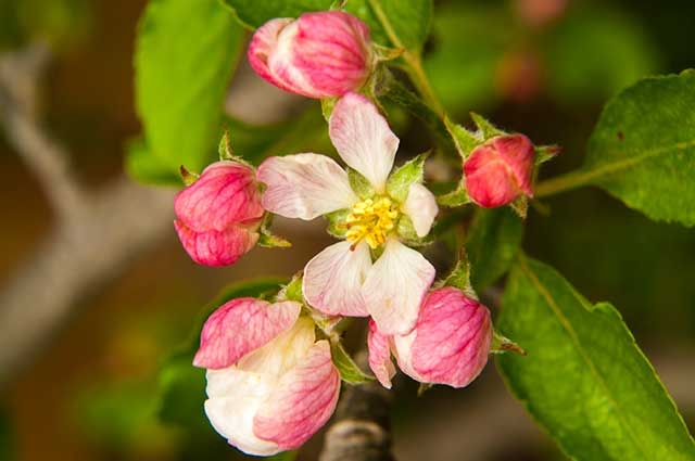 Waiken® for control of apple & cherry flowering