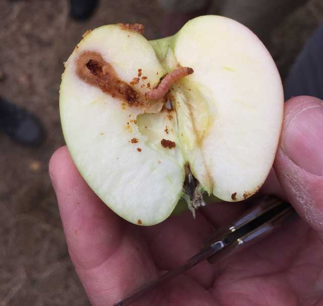 Pome & stone fruit growers benefit from new insecticide