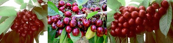 Cherry varieties from Olea Nurseries this winter