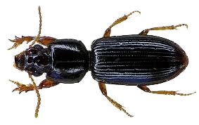 The unknown predators—Carabid or Ground beetles