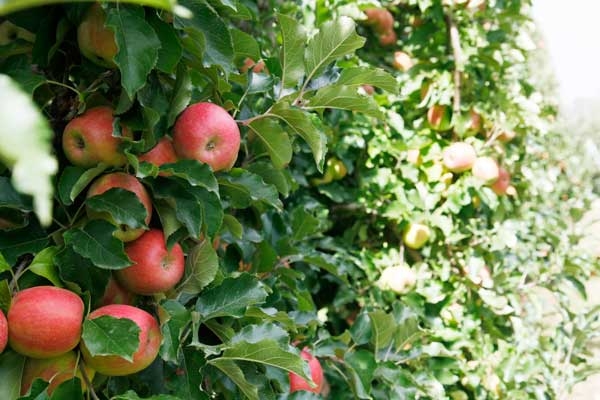 Nutrient balance—key to achieving fruit size potential