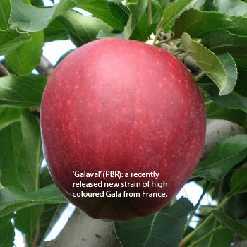 New apple & cherry varieties now available