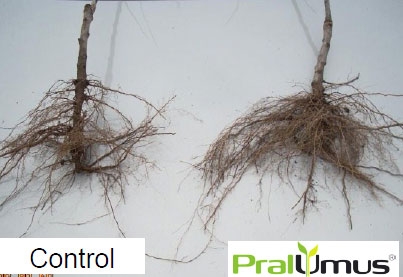 Pralumus - innovative all-in-one root dressing
