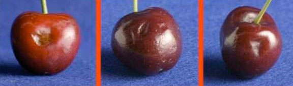 Improving sweet cherry fruit quality—the cold chain (part 4)