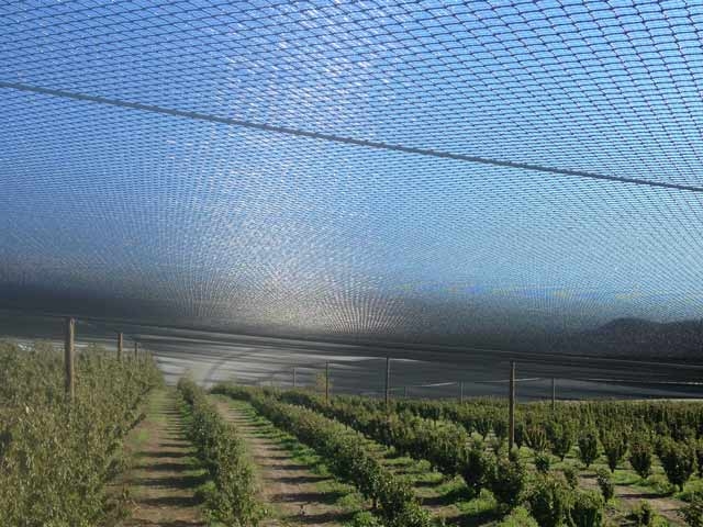 Netting saves your sanity and your crop