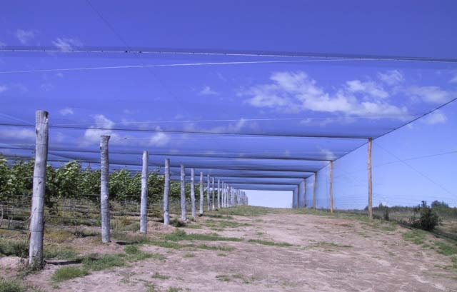 NetPro canopies protect crops