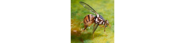 Another nasty: Oriental fruit fly (part 3)