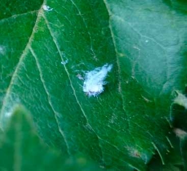Woolly Aphid (part 4)