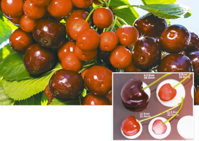 Little cherry disease—big problem for growers in North West USA