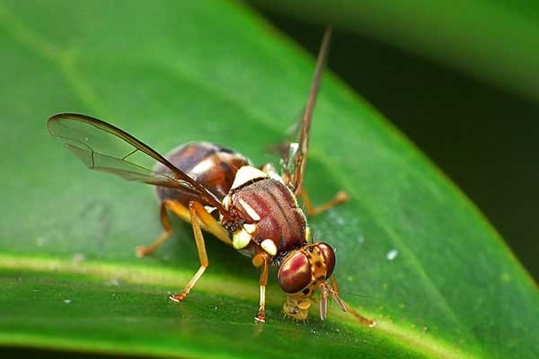 Queensland Fruit Fly a threat to IPM