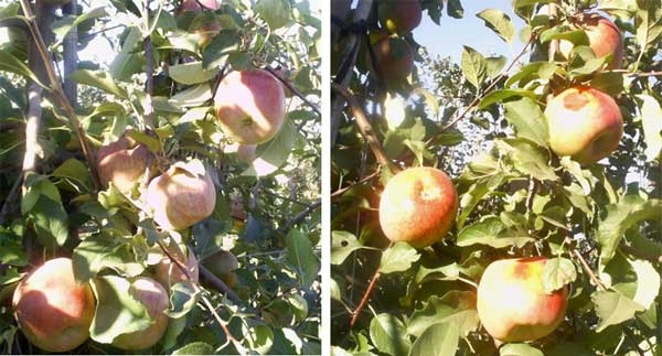 Suncrops applied to apples (left) and untreated (right).