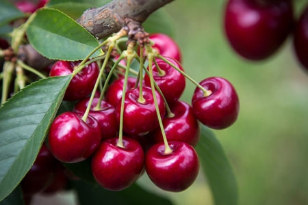 Research: nitrogen in cherry orchards