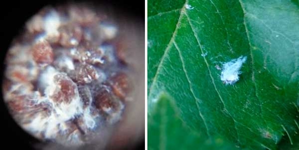Woolly Aphid (part 2)