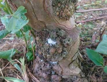 Woolly Aphid (part 3)