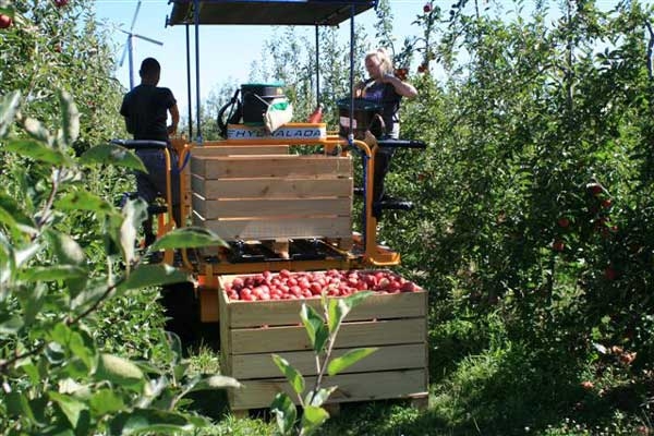 Platform mechanisation for intensive orchards