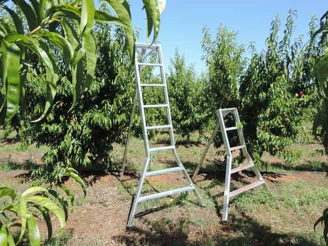 Ladders built for Aussie orchards
