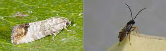A new biocontrol agent and mass trapping of codling moth