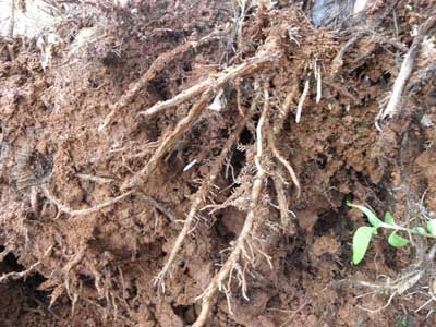 Maintain healthy new root growth