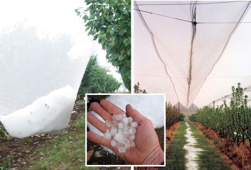 Netting protects crops from hail, heat and wind