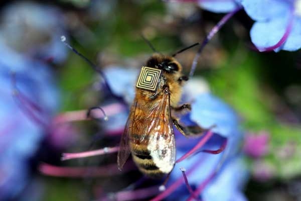 Bee sensors take flight