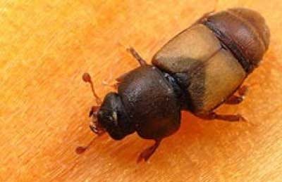 Carpophilus beetles—a serious pest